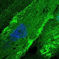 Invitrogen FMN2 Polyclonal Antibody 100 &mu;L; Unconjugated:Antibodies,