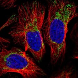 SLC35F2 Polyclonal Antibody, Invitrogen&trade; 100 &mu;L; Unconjugated 