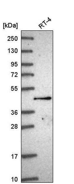Invitrogen SLC35F2 Polyclonal Antibody 100 &mu;L; Unconjugated:Antibodies,