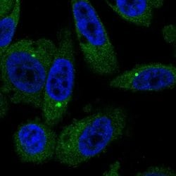 Invitrogen C7orf60 Polyclonal Antibody 100 &mu;L; Unconjugated:Antibodies,