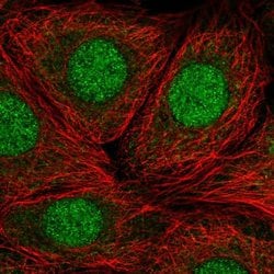 Invitrogen RP9 Polyclonal Antibody 100 &mu;L; Unconjugated:Antibodies,