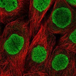 Invitrogen Histone Macro-H2A.1 Polyclonal Antibody 100 &mu;L; Unconjugated:Antibodies,