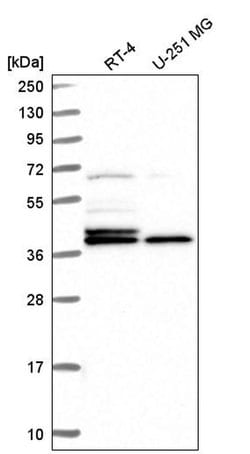 Invitrogen Histone Macro-H2A.1 Polyclonal Antibody 100 &mu;L; Unconjugated:Antibodies,