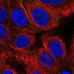 Invitrogen EFCAB11 Polyclonal Antibody 100 &mu;L; Unconjugated:Antibodies,