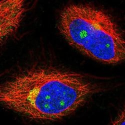 Invitrogen NCOA4 Polyclonal Antibody 100 &mu;L; Unconjugated:Antibodies,
