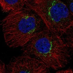 Invitrogen RER1 Polyclonal Antibody 100 &mu;L; Unconjugated:Antibodies,