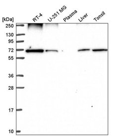 Invitrogen Ribophorin I Polyclonal Antibody 100 &mu;L; Unconjugated:Antibodies,