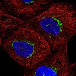 Invitrogen TMEM25 Polyclonal Antibody 100 &mu;L; Unconjugated:Antibodies,