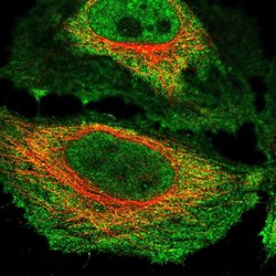 NKTR Polyclonal Antibody:Antibodies, Polyclonal