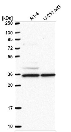 Invitrogen MAK10 Polyclonal Antibody 100 &mu;L; Unconjugated:Antibodies,