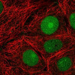 Invitrogen CERCAM Polyclonal Antibody 100 &mu;L; Unconjugated:Antibodies,