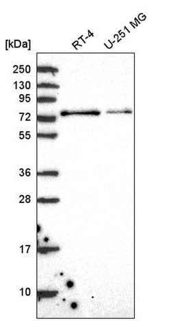 Invitrogen RC74 Polyclonal Antibody 100 &mu;L; Unconjugated:Antibodies,