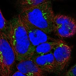 Invitrogen GOLGA8A Polyclonal Antibody 100 &mu;L; Unconjugated:Antibodies,