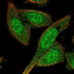 Invitrogen BEX4 Polyclonal Antibody 100 &mu;L; Unconjugated:Antibodies,