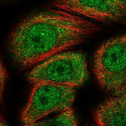 Invitrogen Gemin 7 Polyclonal Antibody 100 &mu;L; Unconjugated:Antibodies,