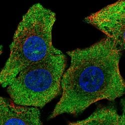 Invitrogen SHB Polyclonal Antibody 100 &mu;L; Unconjugated:Antibodies,