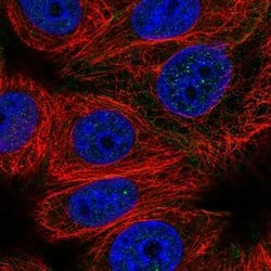 Invitrogen CABLES2 Polyclonal Antibody 100 &mu;L; Unconjugated:Antibodies,