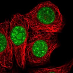 Invitrogen SURF2 Polyclonal Antibody 100 &mu;L; Unconjugated:Antibodies,