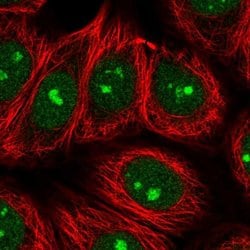 Invitrogen SPATA2 Polyclonal Antibody 100 &mu;L; Unconjugated:Antibodies,