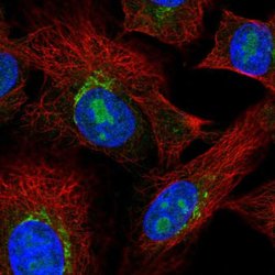 Invitrogen PDGFRL Polyclonal Antibody 100 &mu;L; Unconjugated:Antibodies,