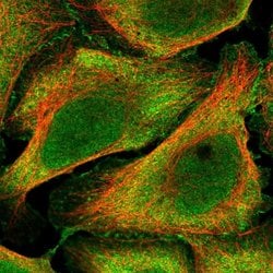 Invitrogen BEND6 Polyclonal Antibody 100 &mu;L; Unconjugated:Antibodies,