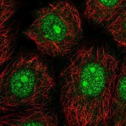 Invitrogen NARF Polyclonal Antibody 100 &mu;L; Unconjugated:Antibodies,