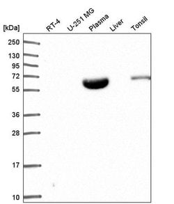 Invitrogen NARF Polyclonal Antibody 100 &mu;L; Unconjugated:Antibodies,