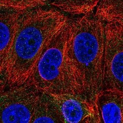 Invitrogen C6orf47 Polyclonal Antibody 100 &mu;L; Unconjugated:Antibodies,