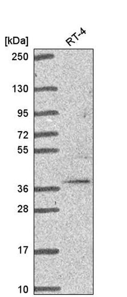 Invitrogen TRIM27 Polyclonal Antibody 100 &mu;L; Unconjugated:Antibodies,