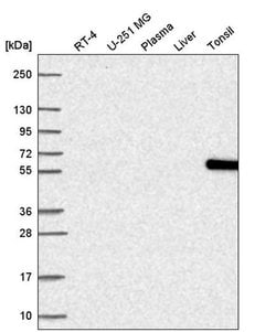 Invitrogen NOC4L Polyclonal Antibody 100 &mu;L; Unconjugated:Antibodies,