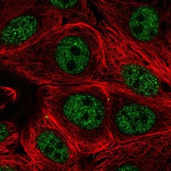 Invitrogen PCNX Polyclonal Antibody 100 &mu;L; Unconjugated:Antibodies,