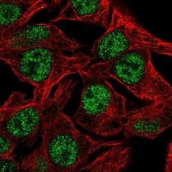 Invitrogen DC8 Polyclonal Antibody 100 &mu;L; Unconjugated:Antibodies,