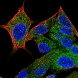 Invitrogen HPCAL4 Polyclonal Antibody 100 &mu;L; Unconjugated:Antibodies,