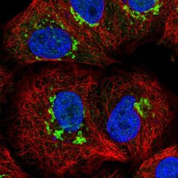 ST8SIA4 Polyclonal Antibody, Invitrogen 100 &mu;L; Unconjugated:Antibodies,