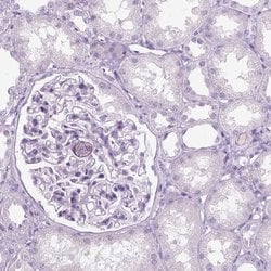 Invitrogen KRTAP11-1 Polyclonal Antibody 100 &mu;L; Unconjugated:Antibodies,