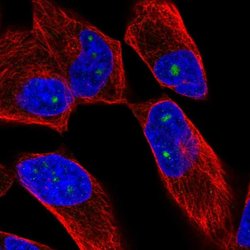Invitrogen ZNF136 Polyclonal Antibody 100 &mu;L; Unconjugated:Antibodies,