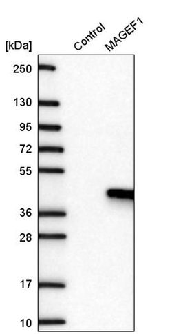 Invitrogen MAGEF1 Polyclonal Antibody 100 &mu;L; Unconjugated:Antibodies,