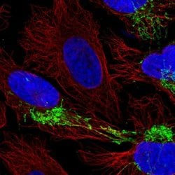 Invitrogen CPOX Polyclonal Antibody 100 &mu;L; Unconjugated:Antibodies,
