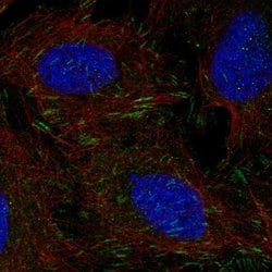 Invitrogen DOK5 Polyclonal Antibody 100 &mu;L; Unconjugated:Antibodies,