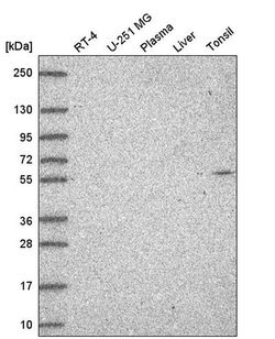Invitrogen GLD2 Polyclonal Antibody 100 &mu;L; Unconjugated:Antibodies,