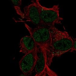Invitrogen LDLRAD4 Polyclonal Antibody 100 &mu;L; Unconjugated:Antibodies,