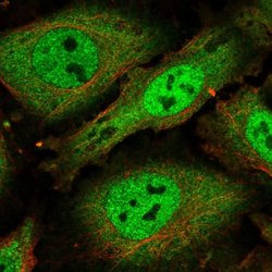 Invitrogen SFRS19 Polyclonal Antibody 100 &mu;L; Unconjugated:Antibodies,