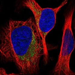 Invitrogen MRPS26 Polyclonal Antibody 100 &mu;L; Unconjugated:Antibodies,