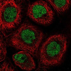 Invitrogen RLF Polyclonal Antibody 100 &mu;L; Unconjugated:Antibodies,