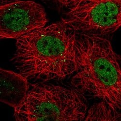 Invitrogen PACRGL Polyclonal Antibody 100 &mu;L; Unconjugated:Antibodies,
