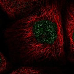 Invitrogen NAIF1 Polyclonal Antibody 100 &mu;L; Unconjugated:Antibodies,