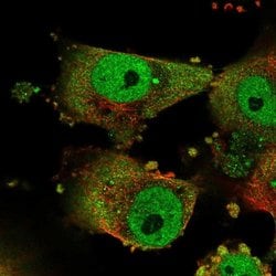Invitrogen GPATCH3 Polyclonal Antibody 100 &mu;L; Unconjugated:Antibodies,