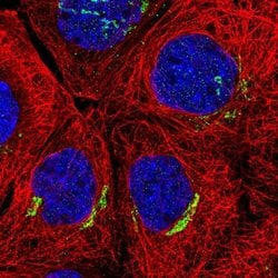 Invitrogen SLC30A6 Polyclonal Antibody 100 &mu;L; Unconjugated:Antibodies,