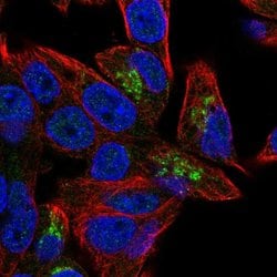 PGPEP1 Polyclonal Antibody:Antibodies, Polyclonal