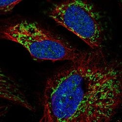 Invitrogen RIM3 Polyclonal Antibody 100 &mu;L; Unconjugated:Antibodies,